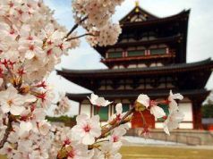 5 razones para hacer jardinería japonesa
