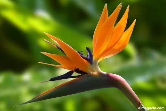 Bird of Paradise. Una flor muy hermosa.