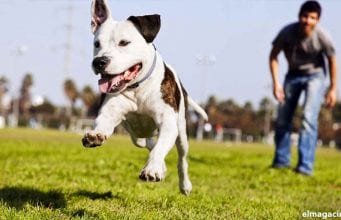 Adiestramiento canino para cachorros: 5 ordenes básicas Adiestramiento canino de cachorros en 5 sencillos pasos