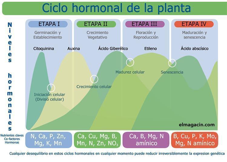 Ciclo hormonal de las plantas. El Magacín. Ciclo hormonal de las plantas. El Magacín.