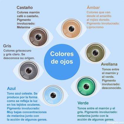 Color Del Iris Qu Influye En El Color De Los Ojos PTICA 2000 color-del-iris-qu-influye-en-el-color-de-los-ojos-ptica-2000