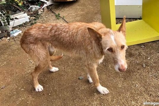 Maltrato animal en España