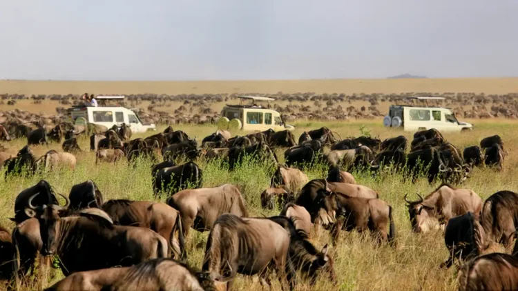 Safari en Tanzania